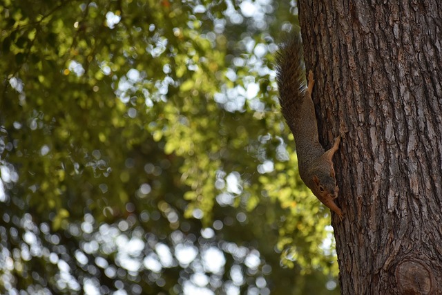 国际裁判引领中国篮球，公平竞争迈新步，未来更加光明.